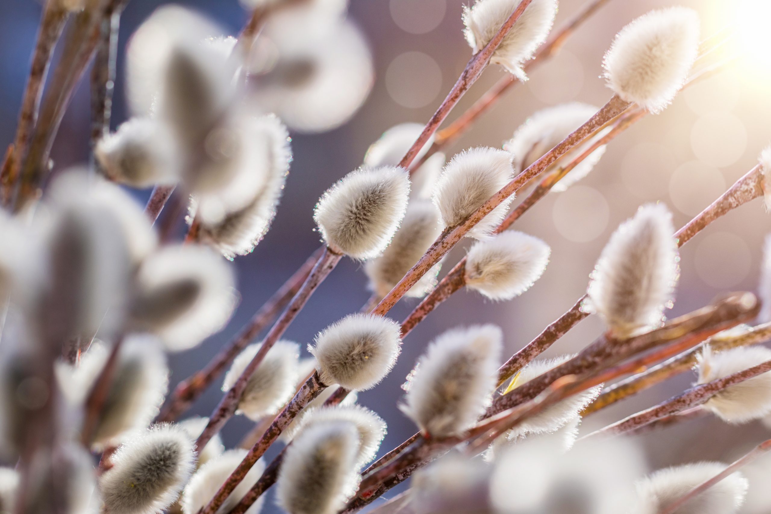 Willow branches