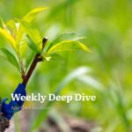 Weekly Deep Dive